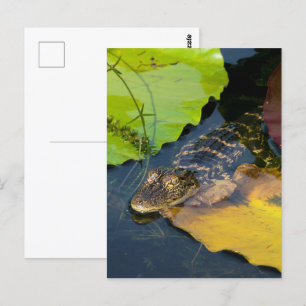 Baby American Alligator - Wildlife Fotografy Postkarte