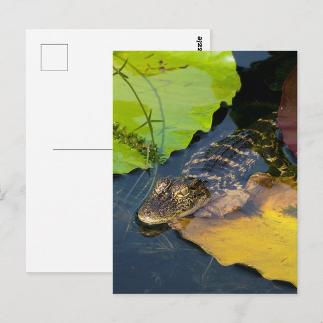 Baby American Alligator - Wildlife Fotografy Postkarte (Vorne/Hinten)
