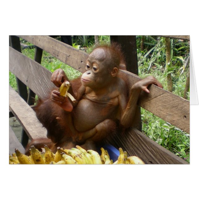 Baby Animal Banana Picnic (Vorderseite (Horizontal))