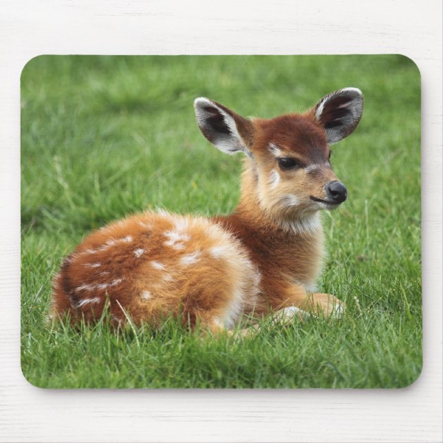 Baby Antelope Mousepad (Vorne)