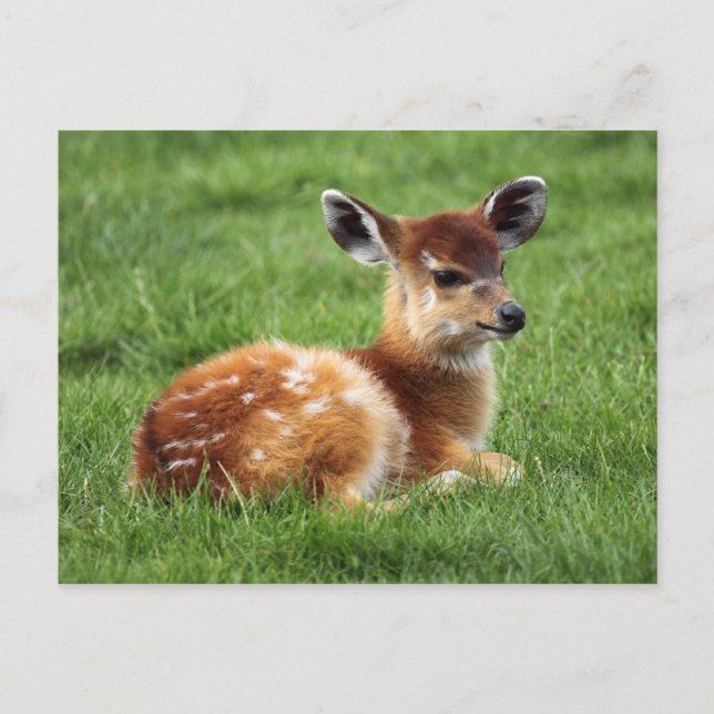Baby Antelope Postkarte (Vorderseite)