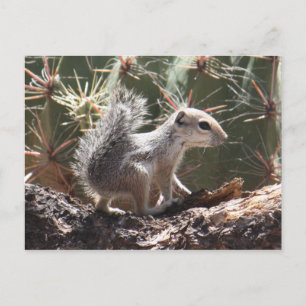 Baby Antelope Squirrel Postcard Postkarte