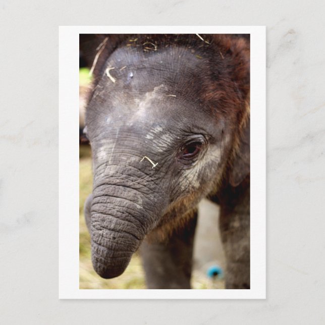 Baby Asian Elephant_03 Postkarte (Vorderseite)