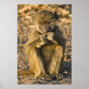 Baby Baboon Monkey Africa sitzend Poster