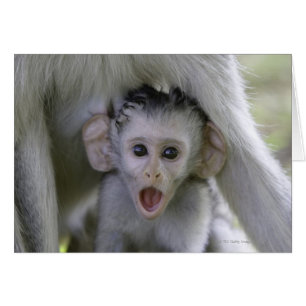 Baby-Baboon unter seiner Mutter
