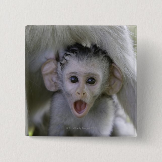 Baby-Baboon unter seiner Mutter Button (Vorderseite)