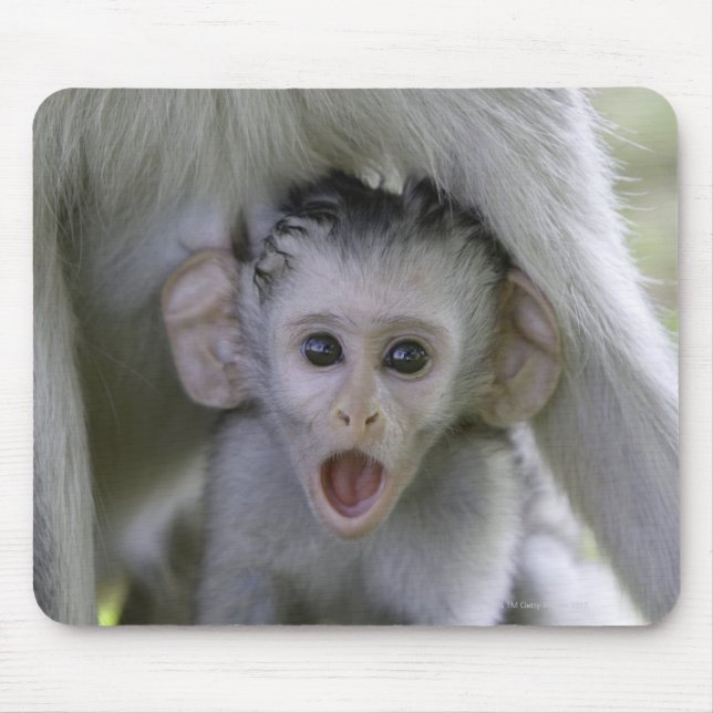 Baby-Baboon unter seiner Mutter Mousepad (Vorne)