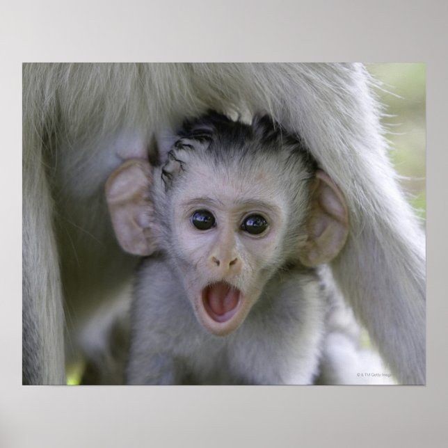 Baby-Baboon unter seiner Mutter Poster (Vorne)
