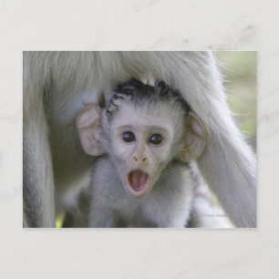 Baby-Baboon unter seiner Mutter Postkarte