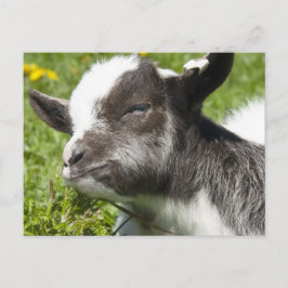 Baby Bagot Goat | Seltene Rasse Postkarte