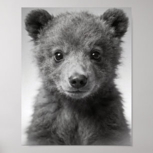 Baby-Bärenjungen-Porträt für Kinderzimmerwände Poster