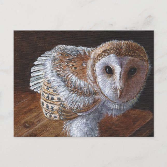 Baby Barn Owl Bird Postkarte (Vorderseite)