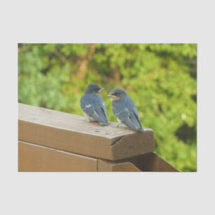 Baby-Barn-Schwalben Natur Vogel Fotografie Seidenpapier
