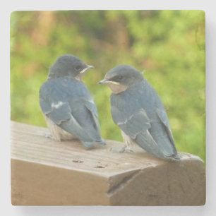 Baby-Barn-Schwalben Natur Vogel Fotografie Steinuntersetzer
