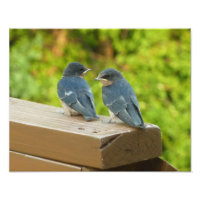 Baby Barn Swallows Nature Bird Fotografy