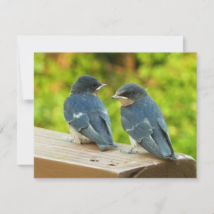 Baby Barn Swallows Nature Bird Fotografy Karte
