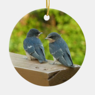 Baby Barn Swallows Nature Bird Fotografy Keramik Ornament