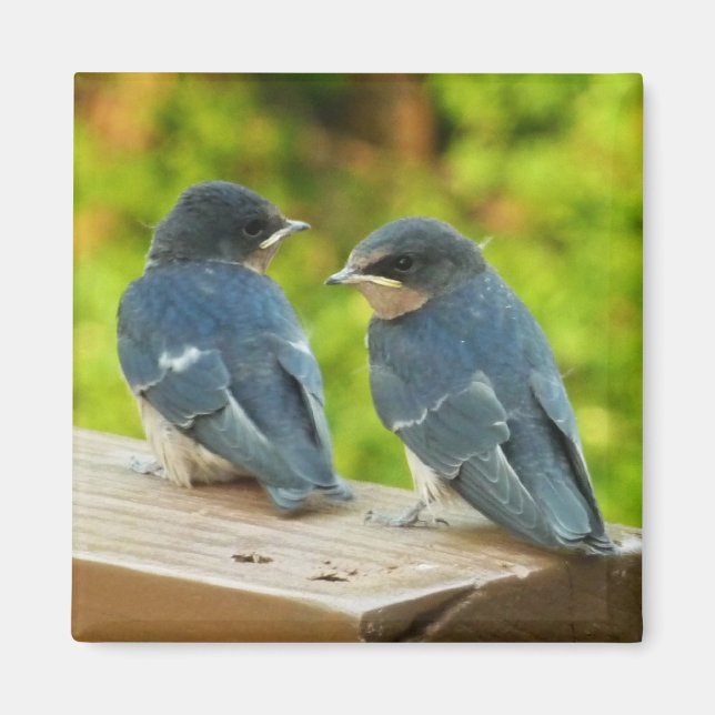 Baby Barn Swallows Nature Bird Fotografy Magnet (Vorne)