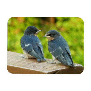Baby Barn Swallows Nature Bird Fotografy Magnet
