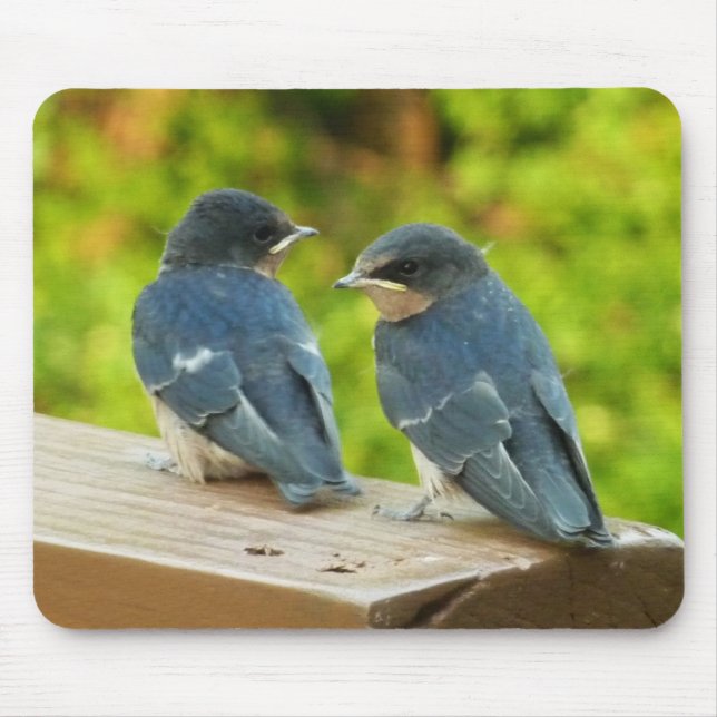 Baby Barn Swallows Nature Bird Fotografy Mousepad (Vorne)