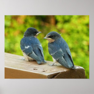 Baby Barn Swallows Nature Bird Fotografy Poster