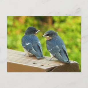 Baby Barn Swallows Nature Bird Fotografy Postkarte
