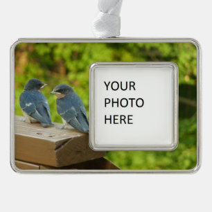 Baby Barn Swallows Nature Bird Fotografy Rahmen-Ornament Silber
