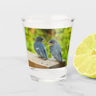 Baby Barn Swallows Nature Bird Fotografy Schnapsglas