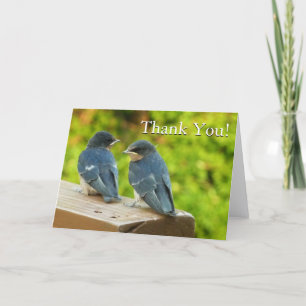 Baby Barn Swallows Nature Vielen Dank Dankeskarte