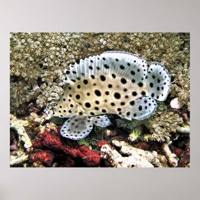 Baby Barramundi Poster (Vorne)