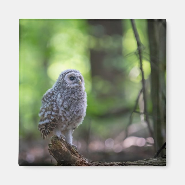 Baby Barred Owl 2" Magnet (Vorne)