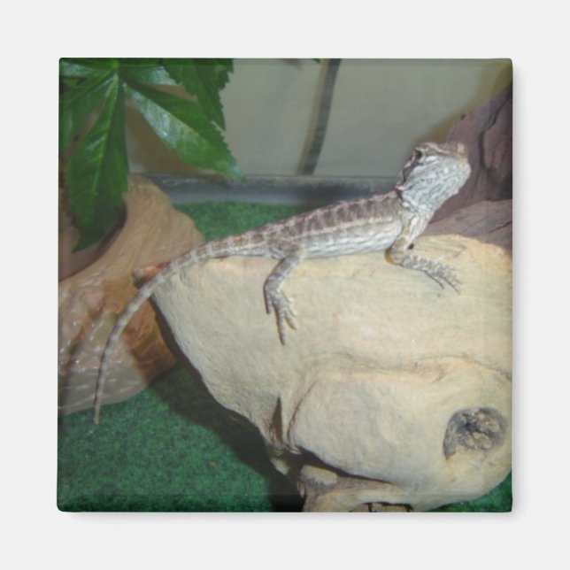 Baby-Bartagame Magnet (Vorne)