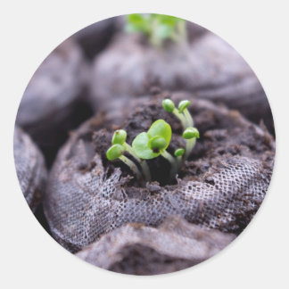 Baby Basil Pflanze Runder Aufkleber