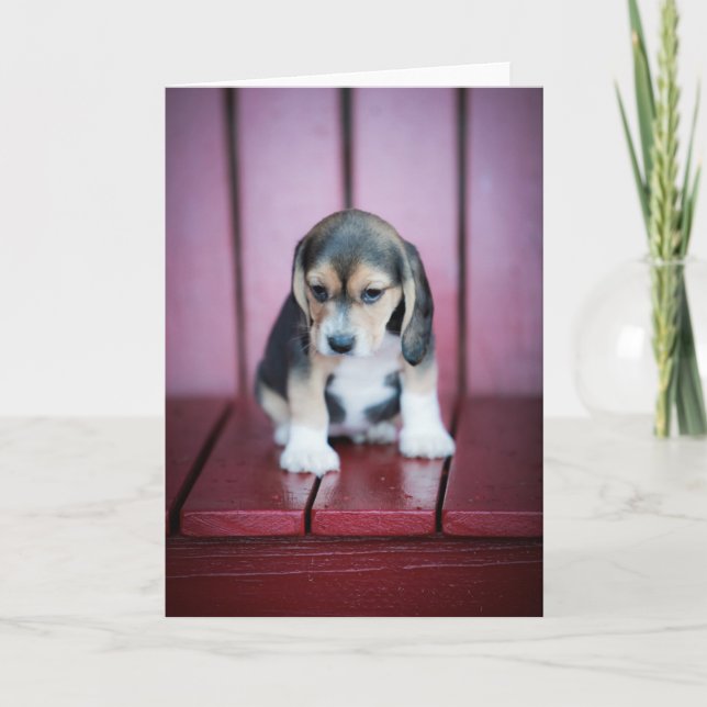 Baby Beagle auf Roter Stuhl Karte (Vorderseite)