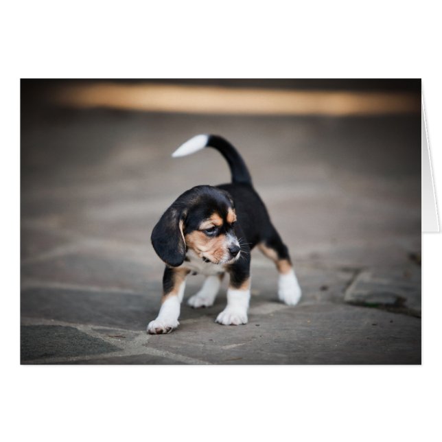 Baby Beagle Walking (Vorderseite (Horizontal))
