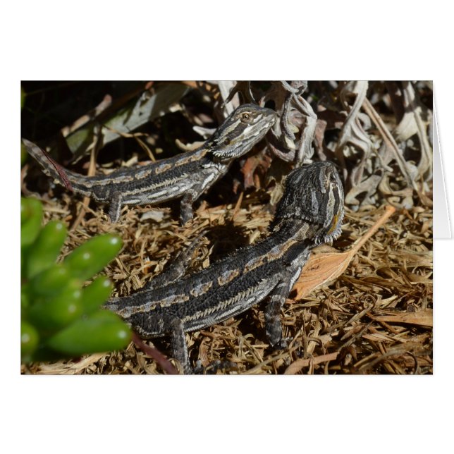 Baby Bearded Dragon Lizards, (Vorderseite (Horizontal))