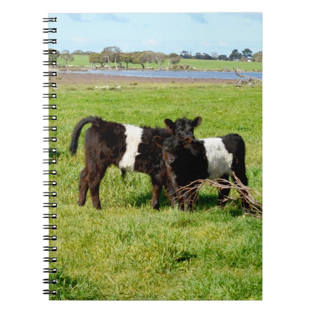 Baby Belted Galloway Calves, Notebook Notizblock (Vorderseite)