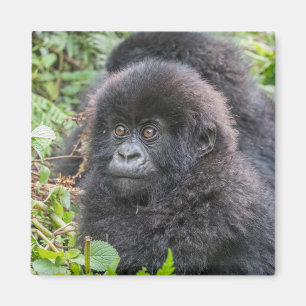 Baby-Berggorilla Magnet