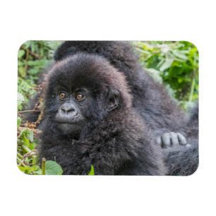 Baby-Berggorilla Magnet