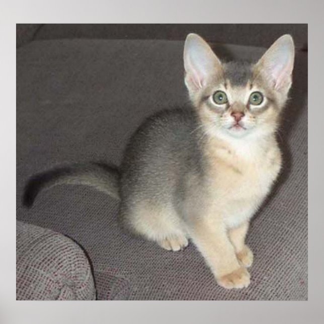 Baby big eye big ear Abyssinian blue male kitten Poster (Vorne)