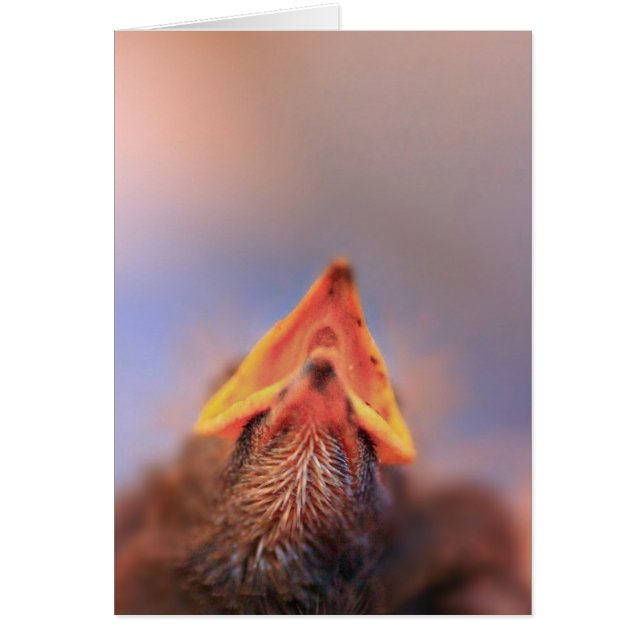 Baby Bird 2 (Vorne)
