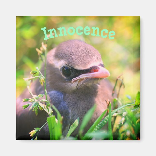 Baby Bird Innocence Inspiration Magnet (Vorne)
