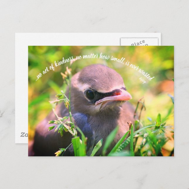 Baby-Bird-inspirierende Handlungen des Kindness-Zi Postkarte (Vorne/Hinten)