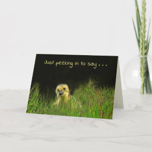 Baby Bird Little Gosling Geburtstag Karte