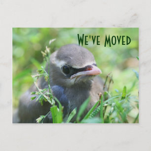 Baby Bird New Address Nature Postcard Ankündigungspostkarte