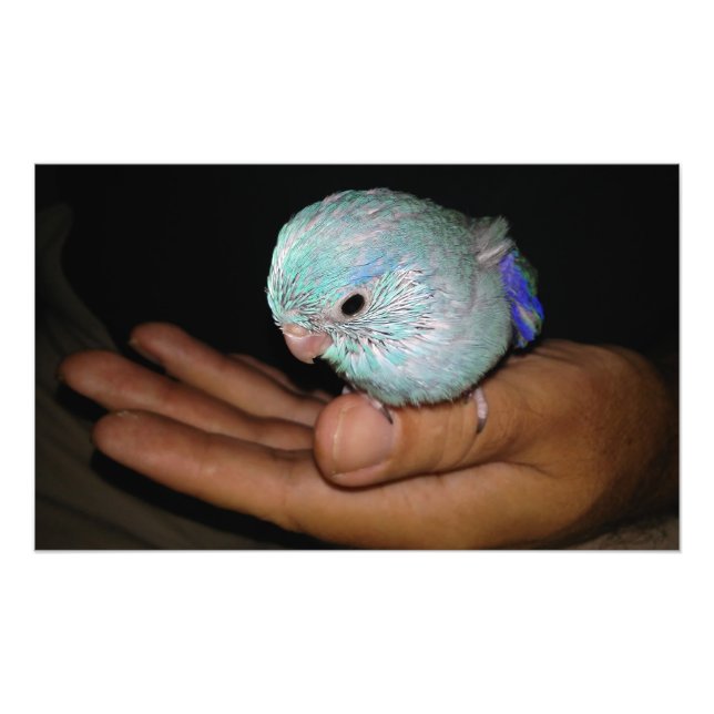 Baby Bird Pacific Blue Parrotlet Portrait Fotodruck (Vorne)