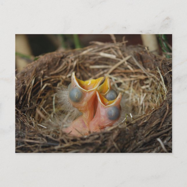 Baby Bird Postcard Postkarte (Vorderseite)