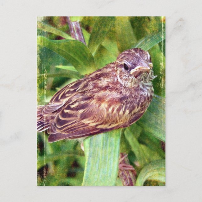 Baby Bird Postkarte (Vorderseite)