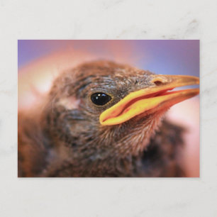 Baby Bird Postkarte
