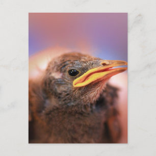 Baby Bird Postkarte